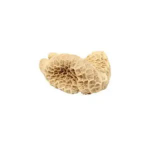 Beef Tripe (Saki)