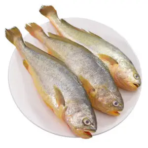 Croaker Fish