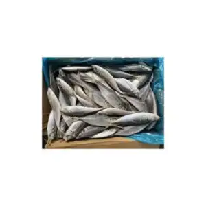 Horse Mackerel Box