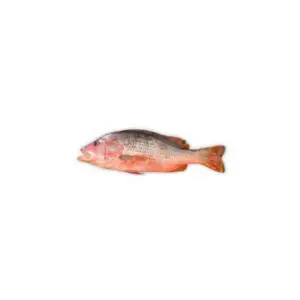 Red Snapper