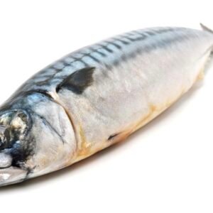 Mackerel Fish 20kg