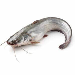 White catfish 800up (L
