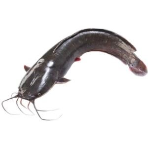 Catfish 800up (L
